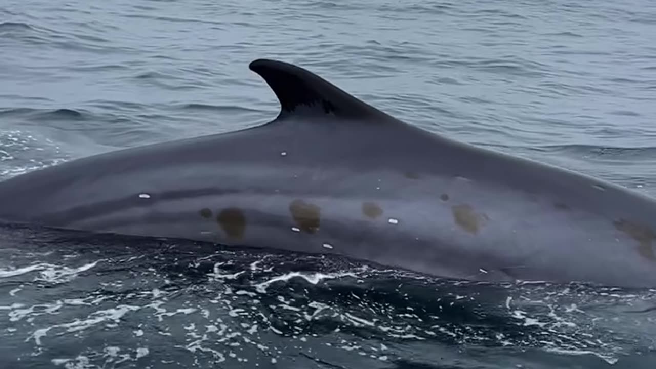 Gigantic Fin Whale playing in sea...