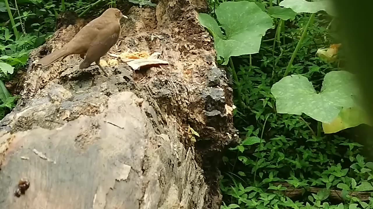 Clay-colored Thrush