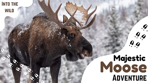 Majestic Moose Kings of the Northern Wilderness