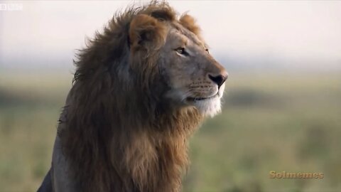 King of the Jungle