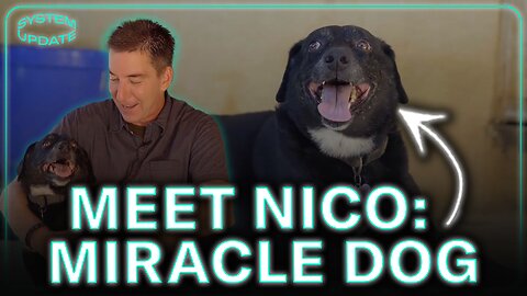 Meet Nico: A Miracle Dog Who Completed The Pack