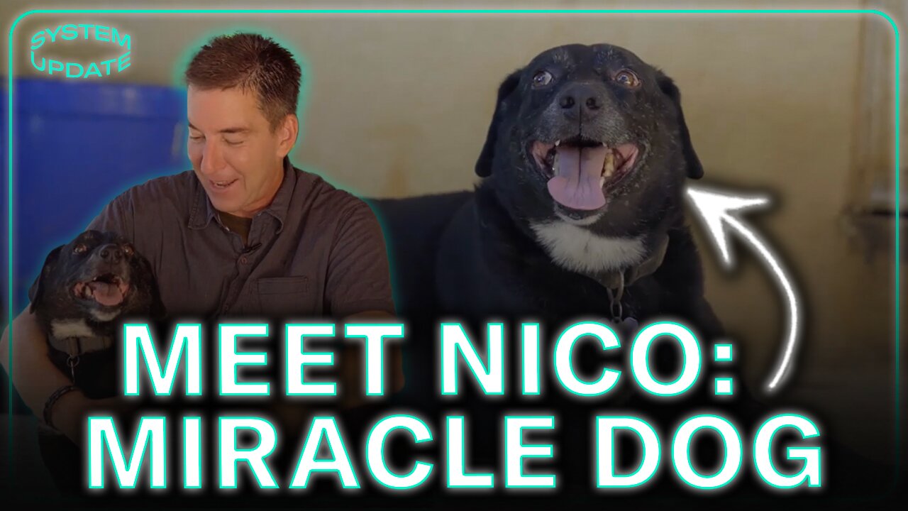 Meet Nico: A Miracle Dog Who Completed The Pack