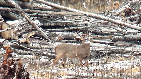 An Emotional Roller Coaster - 2024 Whitetail Deer Hunt