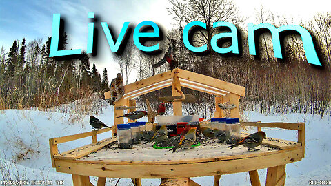 24/7 LIVE Bird Feeder Cam | Quebec Nature Stream | Relaxing Bird Sounds