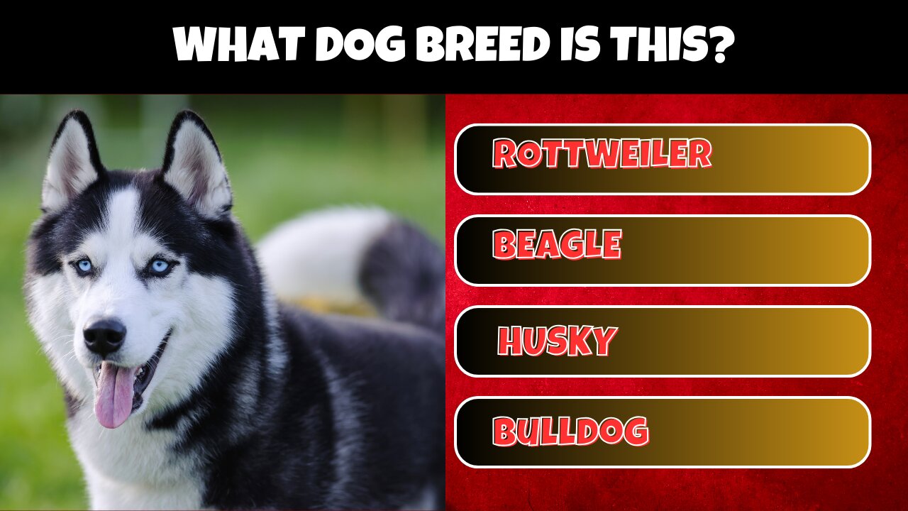 Guess the dog breed Quiz