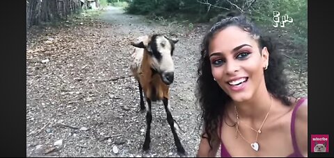 Funny animal at farm
