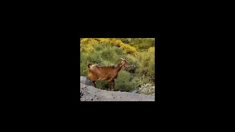 wildlife Eagle attack a goat 🐐