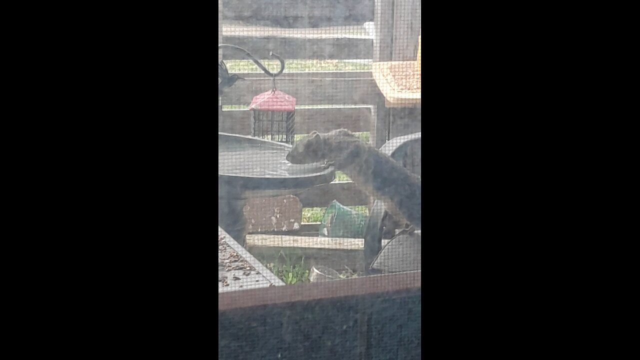 Give Me That Nut! 🐿