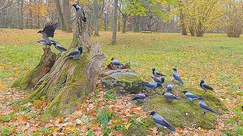 My Hooded Crow Crew at the Tree Stump