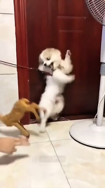 The ultimate showdown. Dogs VS Toys 🤣🤣