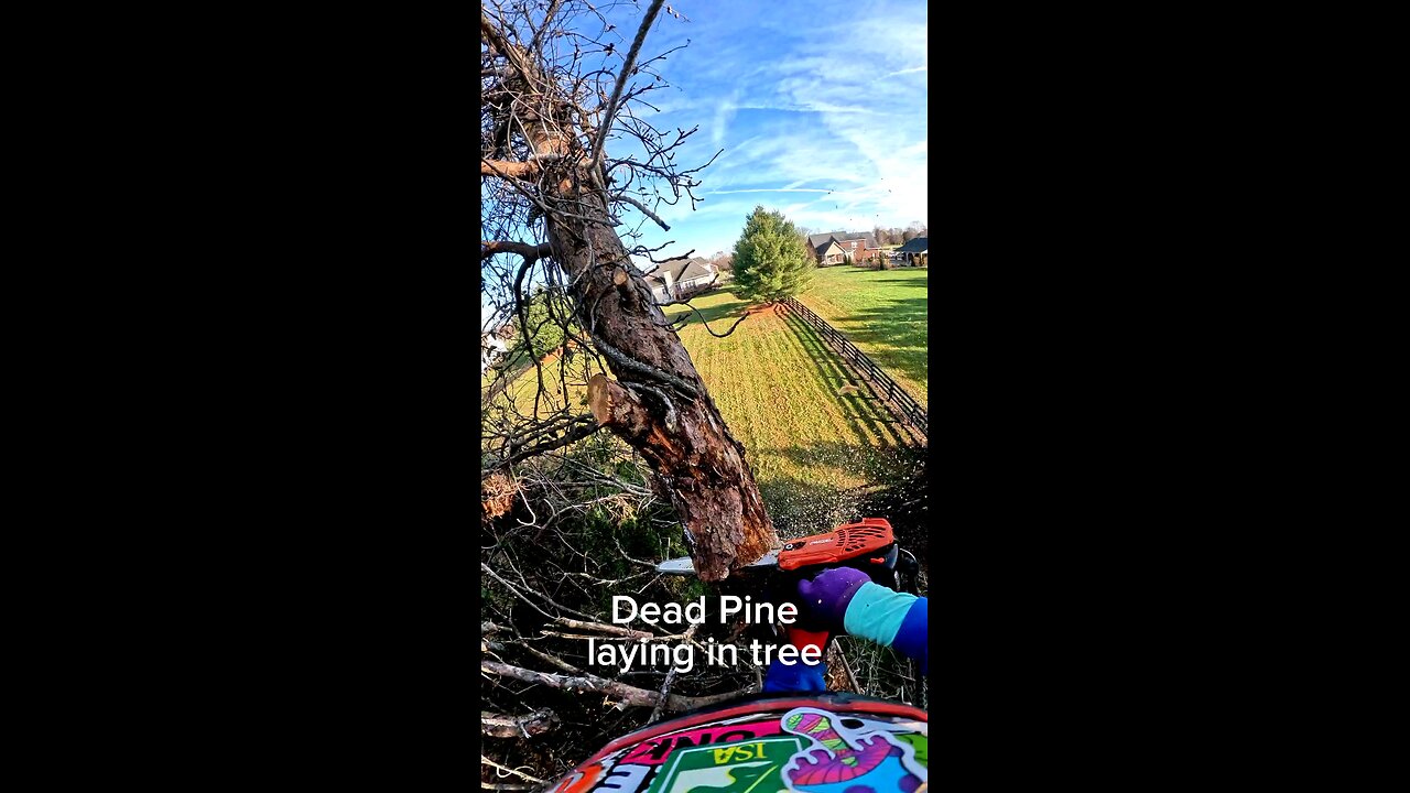 Taking Down a Hung-Up Tree – One Chunk at a Time!