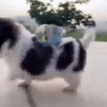 Cute Dog Fooling Around