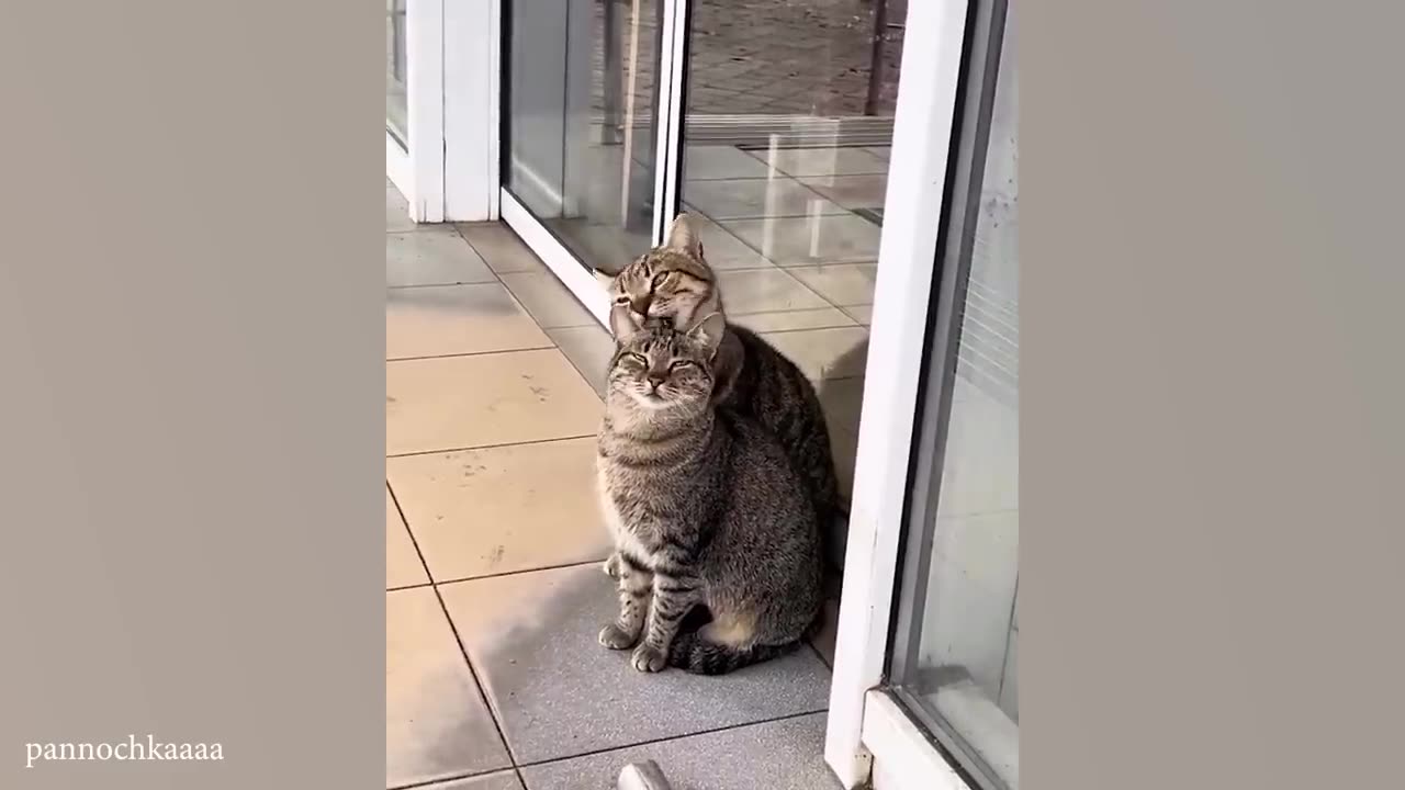 Cats' cutest sounds..🥰🥰🐈🐈