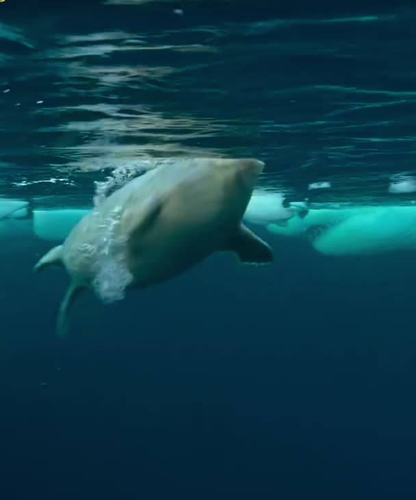 Seal mom saved her child from white bear