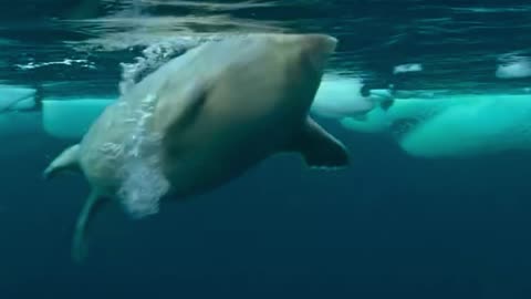 Seal mom saved her child from white bear