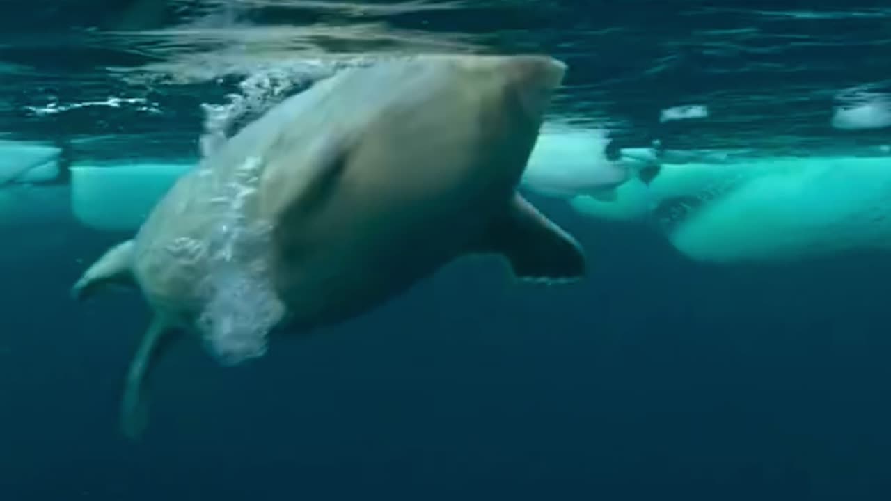 Seal mom saved her child from white bear