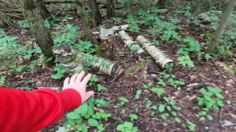 🌴2024🥬Summer🍀Hiking Beaver Trail In Ottawa ☀️ Canada 🍁