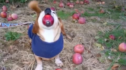 Birth of dog apple 🍎