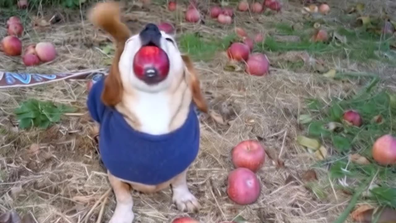 Birth of dog apple 🍎