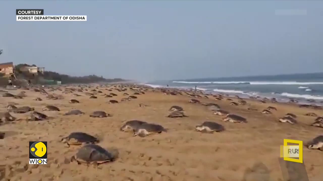 Endangered Sea Turtles Return To Nest In Odisha