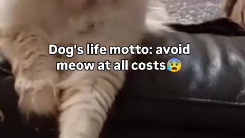 Fwoof worst nightmare is meow 😨😾😢