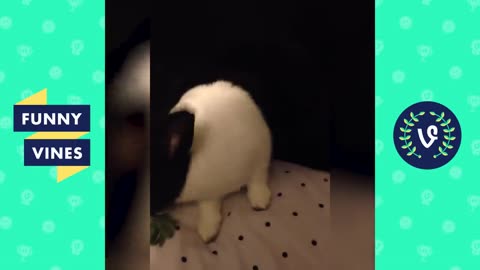 [30 MIN] ULTIMATE Funny Animals Compilation 2018 - Best Animal Videos | Funny Vine