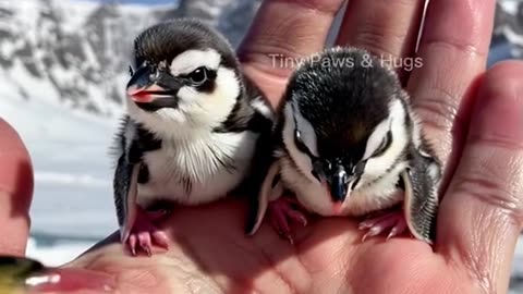 Adorable Baby Penguins in the Arctic