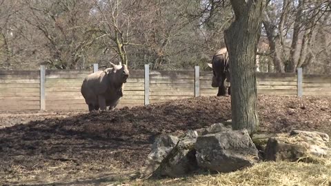 Buffalo Zoo moving forward with projects thanks to a state grant