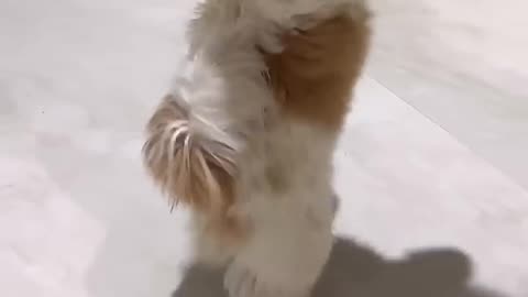 funny dance by dog