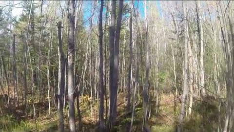 Wisconsin 2020 grouse Adventure Episode 1