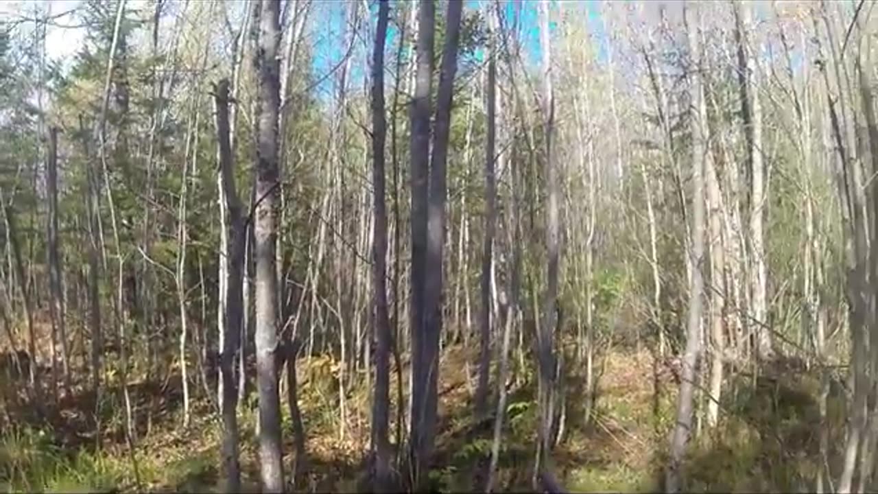 Wisconsin 2020 grouse Adventure Episode 1