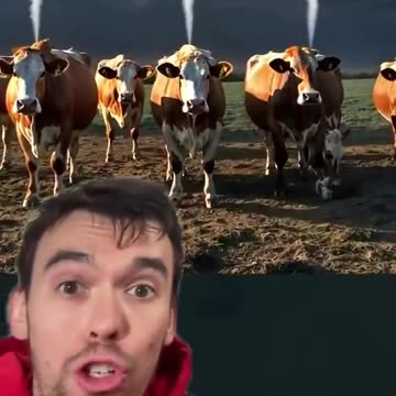 Denmark has become the 1st Country to force Farmers to pay a flatulence tax or a tax on cows farting