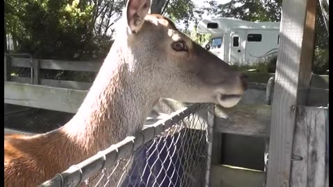 Nový Zéland - Ve zvířecím parku Murchison