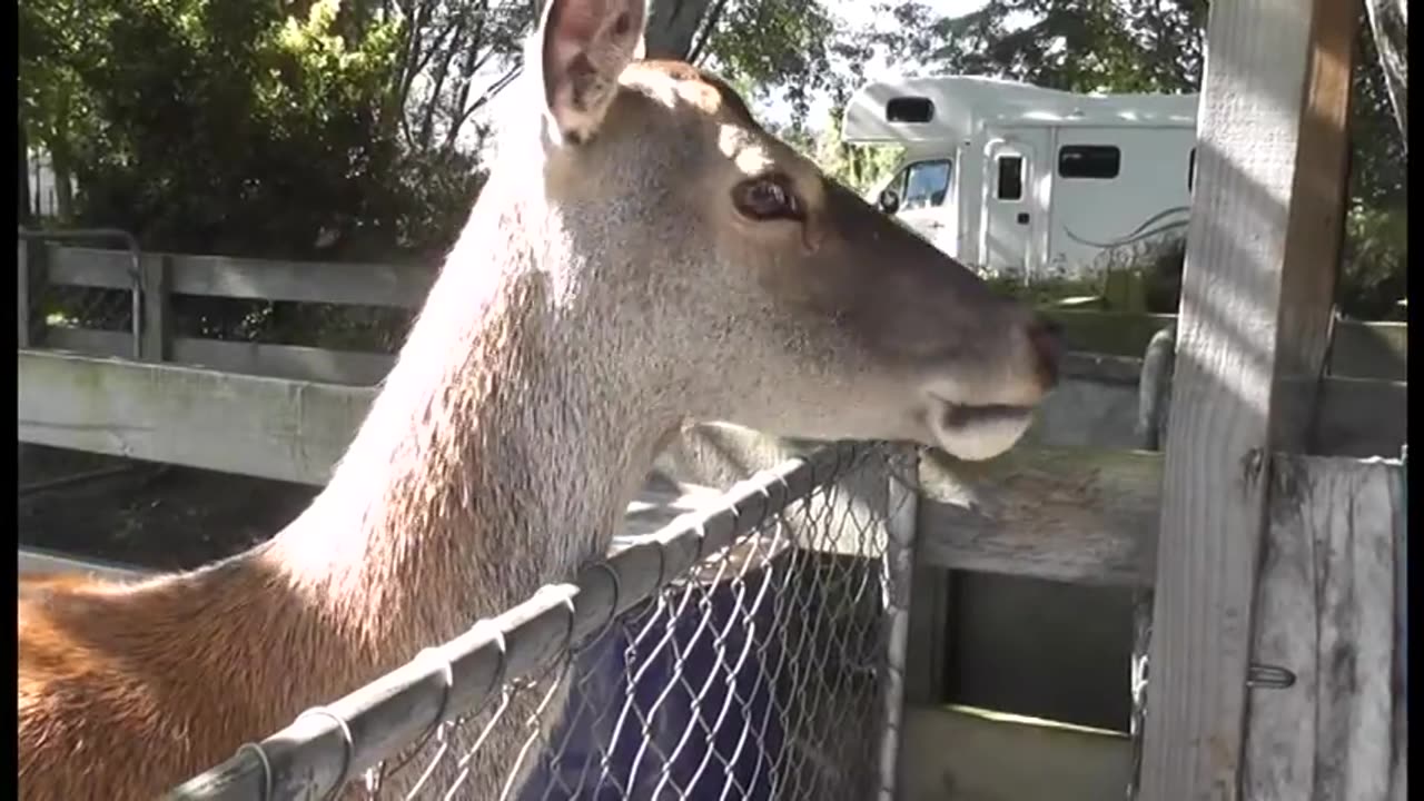 Nový Zéland - Ve zvířecím parku Murchison