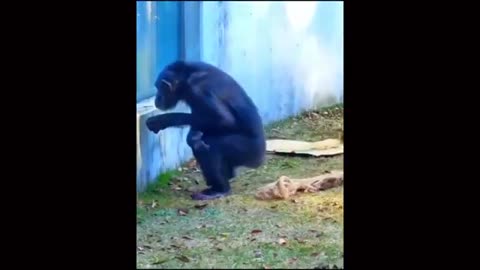 Funny videos of animals😂😂😂