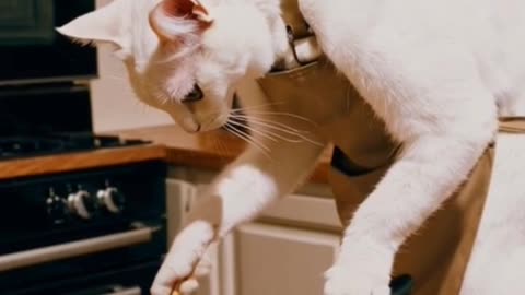 YOU WILL NOT BELIEVE THIS! White Chef Cat Cooking Rat