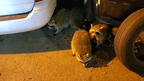 RACCOON FAMILY ARE MY FRIENDS