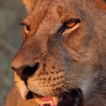 The best Safari destination in the world 🌍