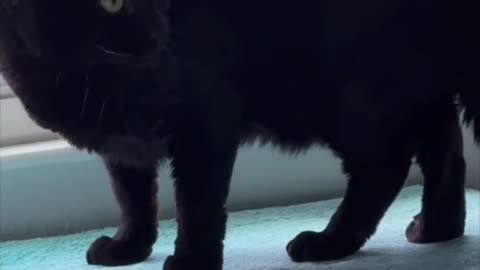 Cute Precious Piper Does a Power Stretch - Adopting a Cat from a Shelter Vlog #shorts