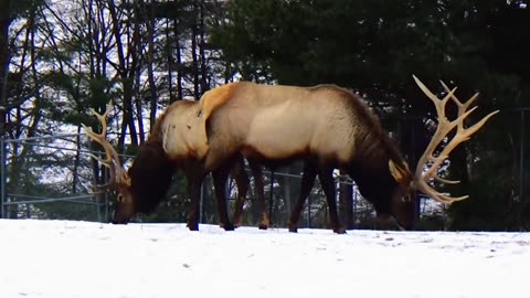 Elk