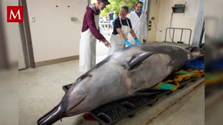 'Dientes de pala': Esta ballena sólo se ha visto 7 veces en el mundo, pero nunca viva