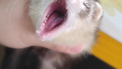 Yawning Ferret Eases the Awkwardness