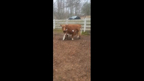 Momma cow and bull calf.