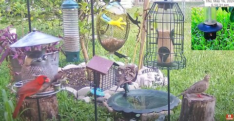 Florida Bird/Bath Feeder SWFL Live Camera HD