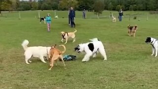 Someone Brought An RC Car To The Dog Park