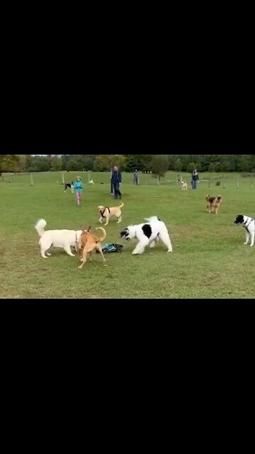 Someone Brought An RC Car To The Dog Park