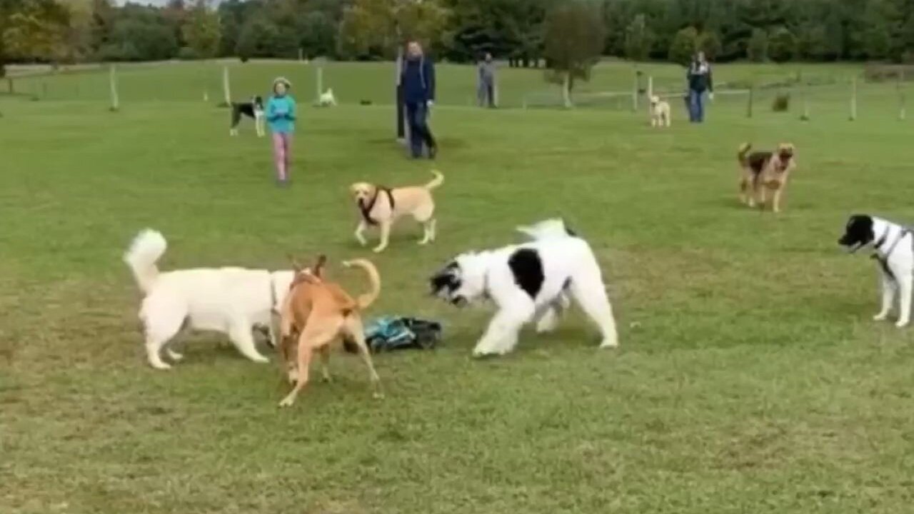 Someone Brought An RC Car To The Dog Park