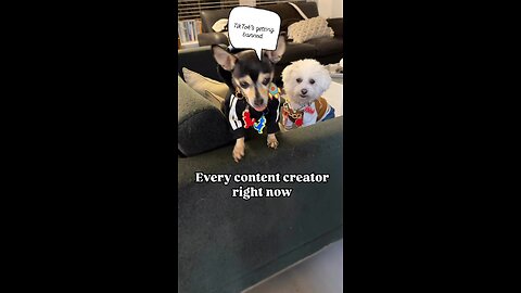 Paws and Reflect: Our Dogfluencer Team Reacts to TikTok Ban!