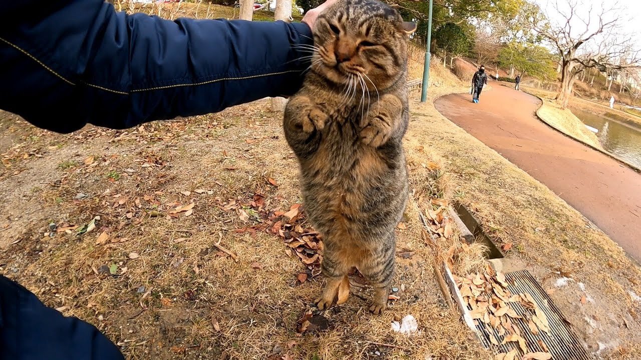 The snow stopped, so when I went to the park, a stray cat happily jumped up and head-butted.