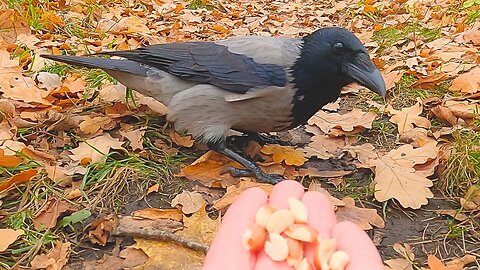 Hand Feeding Hooded Crows Some More Peanuts